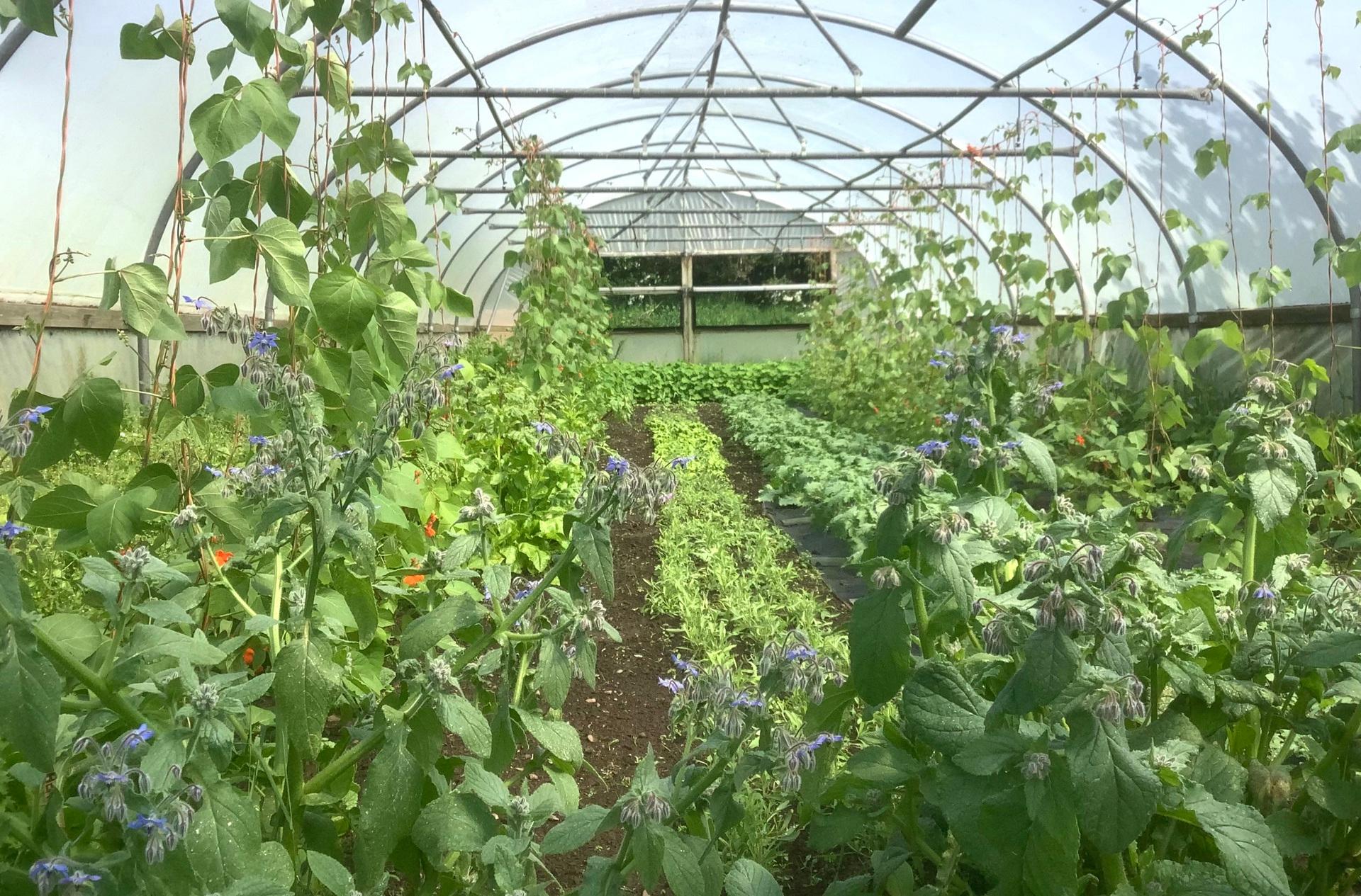 Macleod Organics - Scotland