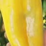 Bell Pepper: Spanish Yellow