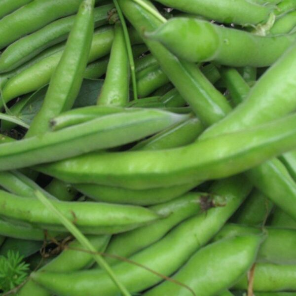 Broad Beans 500g